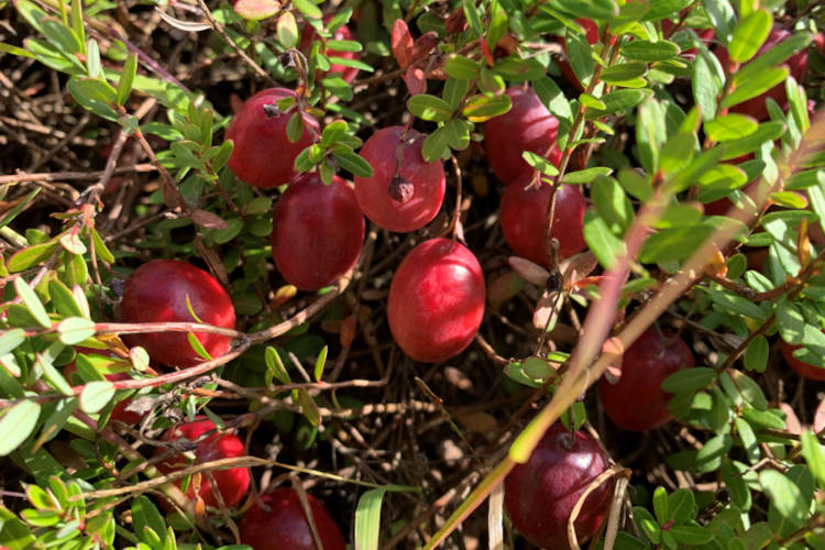 Crédit photo : Association des producteurs de canneberges du Québec - APCQ